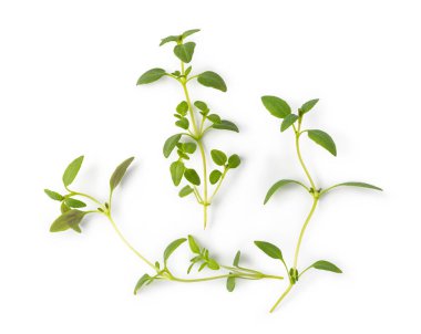 Beyaz arka plan üzerinde izole taze kekik baharat