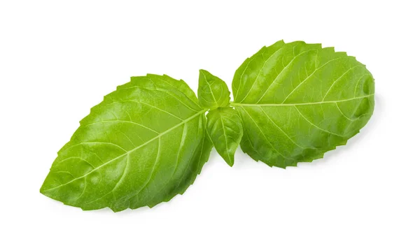 Čerstvé Zelené Bazalky Listy Izolované Bílém Pozadí — Stock fotografie