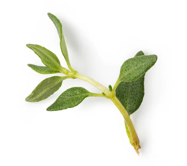 Fresh Thyme Spice Isolated White Background — Stock Photo, Image