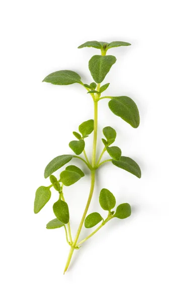 Fresh Thyme Spice Isolated White Background — Stock Photo, Image