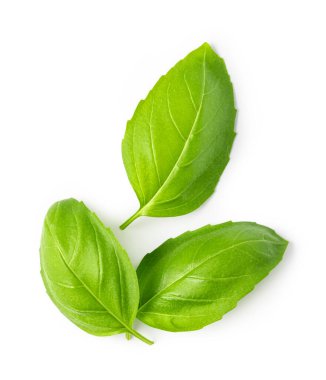 Beyaz arkaplanda taze yeşil fesleğen yaprakları