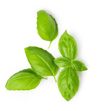 Beyaz arkaplanda taze yeşil fesleğen yaprakları