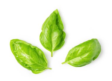 Beyaz arkaplanda taze yeşil fesleğen yaprakları