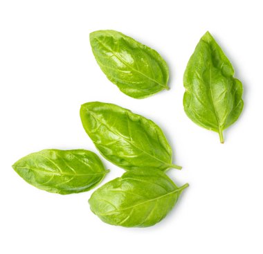 Beyaz arkaplanda taze yeşil fesleğen yaprakları