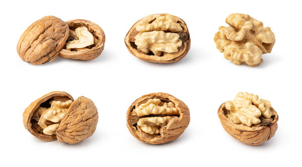 орех изолирован на белом фоне