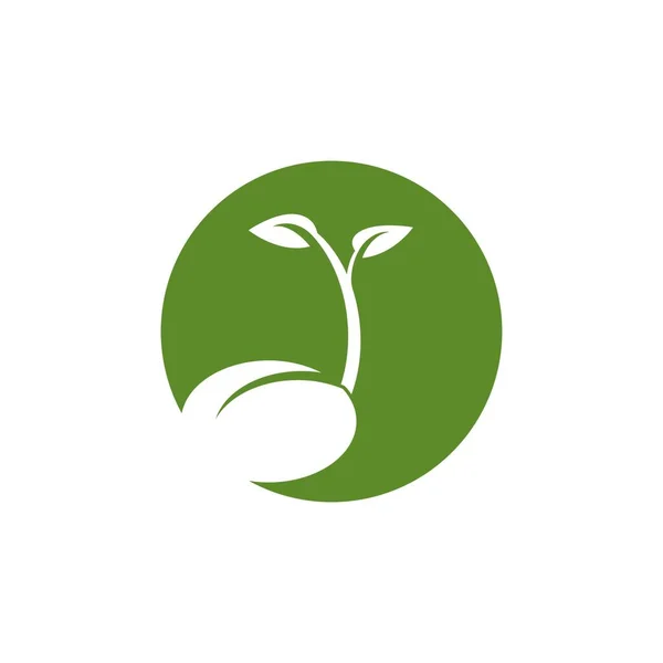 Semillas Naturaleza Logotipo Vector Plantilla Ilustración — Vector de stock