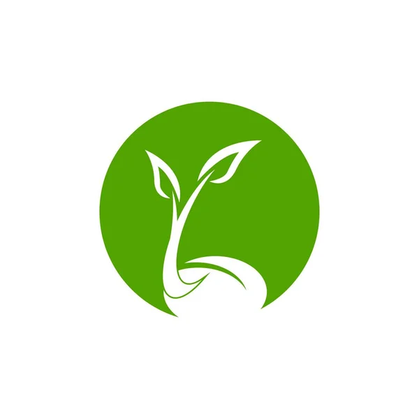 Nasiona Natura Logo Wektor Szablon Ilustracja — Wektor stockowy