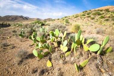 Cabo de Gata Almeria, İspanya