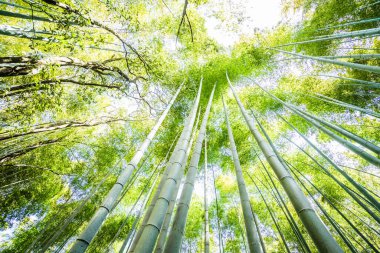 Japonya, Arashiyama 'da Bambu Yolu