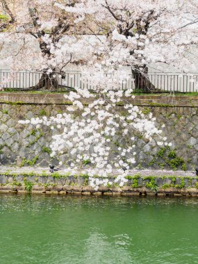 Kamo Nehri: Kyoto, Japan