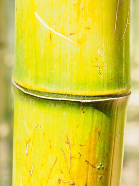 Japonya, Arashiyama 'da Bambu Yolu