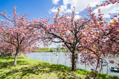 Ueno park Tokyo, Japonya