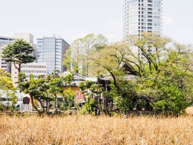 Ueno park Tokyo, Japonya