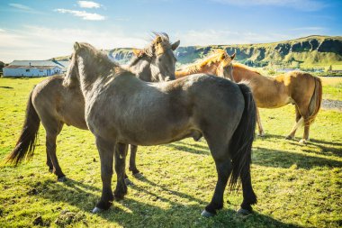 İzlanda'daki güzel İzlandalı atlar