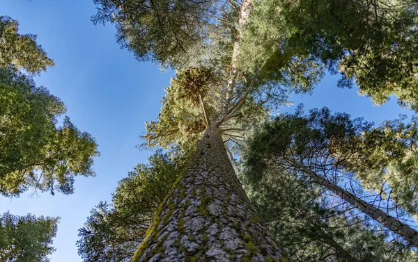 Treetops Yosemite Califronia Usa — Φωτογραφία Αρχείου