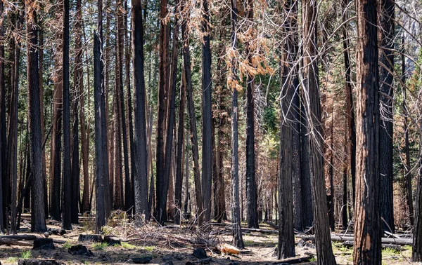 Burned Trees Yosemite Valley California Usa — Zdjęcie stockowe