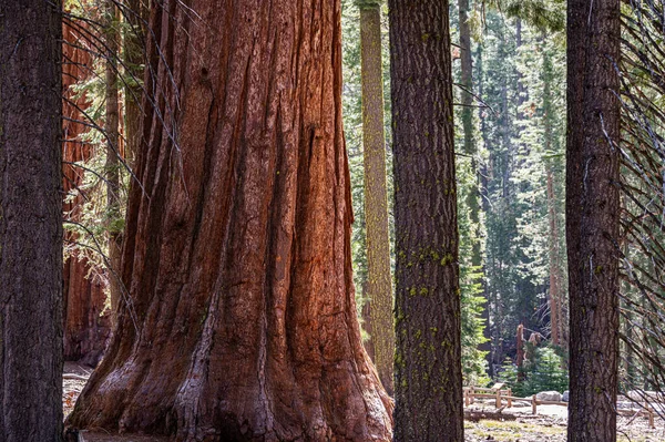 Giant Sequoias Yosemite California Usa — kuvapankkivalokuva