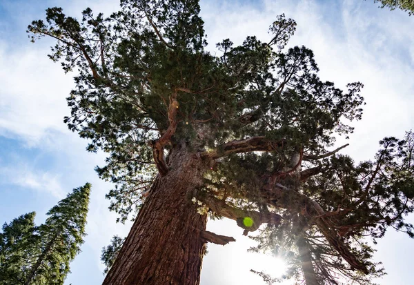 Grizzly Giant Giant Sequoia Yosemite National Park — Φωτογραφία Αρχείου