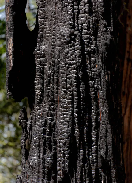 Burned tree in Yosemite National Park, California, USA