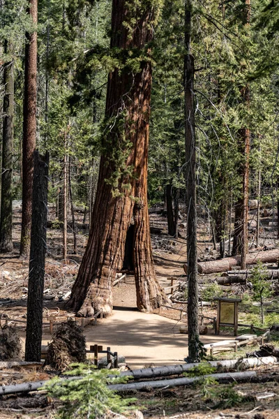 Tunnel Tree Giant Sequoia Yosemite National Park California Usa — Zdjęcie stockowe