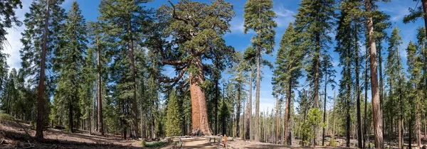 Grizzly Giant Mariposa Groce Yosemite National Park California Usa — Zdjęcie stockowe