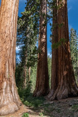 Bachelor and Three Graces (Giant Sequoias) in Yosemite National Park clipart