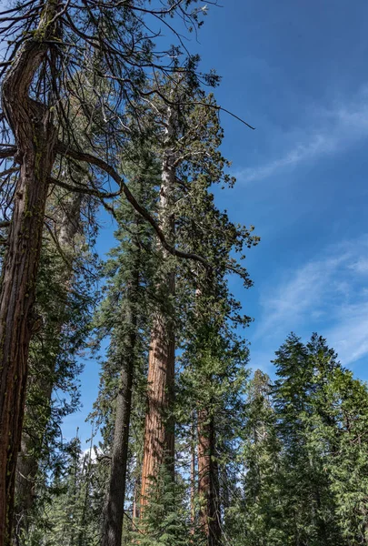 Giant Sequoias Yosemite California Usa — Zdjęcie stockowe