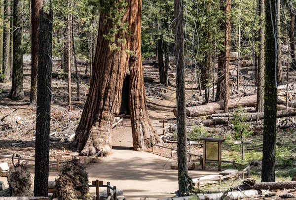 Tunnel Tree Giant Sequoia Yosemite National Park California Usa — Zdjęcie stockowe