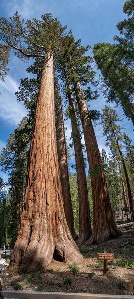 Bachelor Three Graces Giant Sequoias Yosemite California Usa — Φωτογραφία Αρχείου