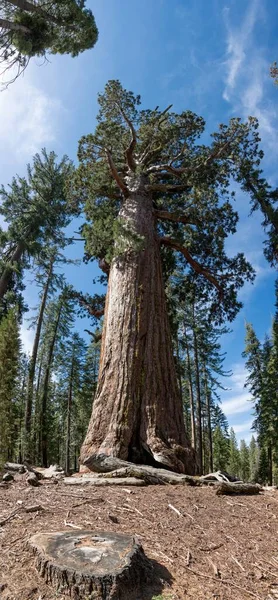 Grizzly Giant Mariposa Groce Yosemite National Park California Usa — Zdjęcie stockowe