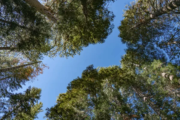 Treetops Yosemite Califronia Usa — Zdjęcie stockowe