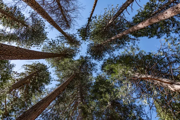 Ponderosa Pine Treetops Yosemite National Park California — Φωτογραφία Αρχείου
