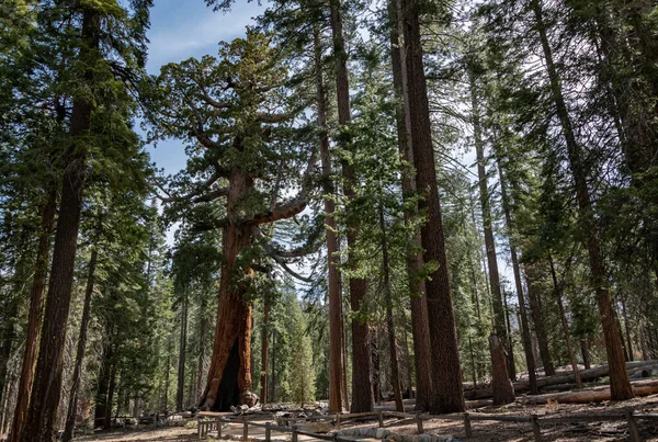 Grizzly Giant Giant Sequoia Yosemite National Park — Zdjęcie stockowe