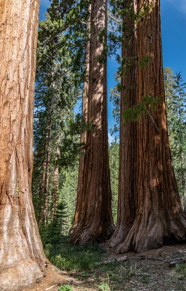 Bachelor Three Graces Giant Sequoias Yosemite National Park — Zdjęcie stockowe
