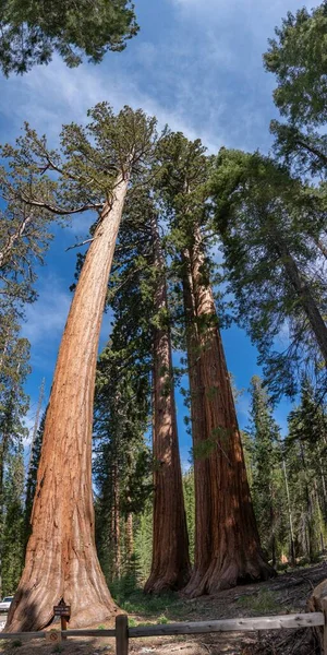 Bachelor Three Graces Giant Sequoias Yosemite California Usa — kuvapankkivalokuva