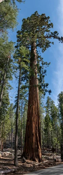 Giant Sequoia Mariposa Yosemite National Park California Usa — Zdjęcie stockowe