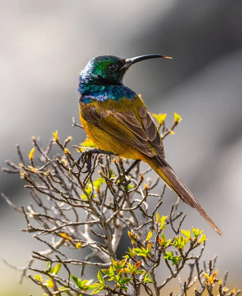 Colibri Sitting Small Bush Table Mountain South Africa Fotos de stock