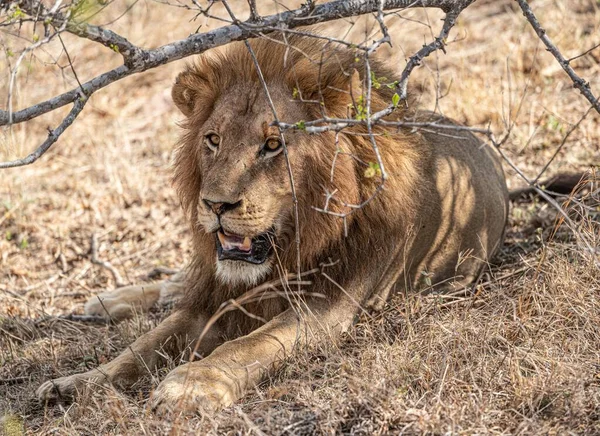 Manliga Lejon Panthera Leo Kopplar Skuggan Kruger National Park Sydafrika — Stockfoto