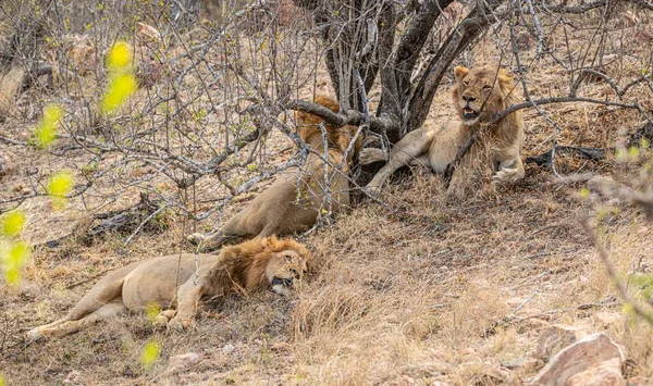 Grupp Unga Manliga Lions Panthera Leo Kruger National Park Sydafrika — Stockfoto