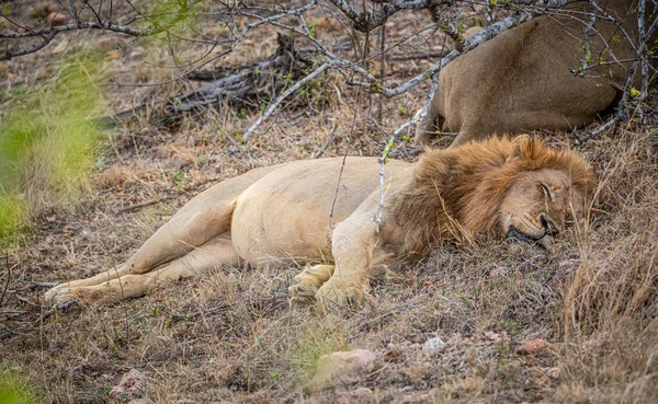 Manliga Lejon Panthera Leo Kruger National Park Sydafrika — Stockfoto