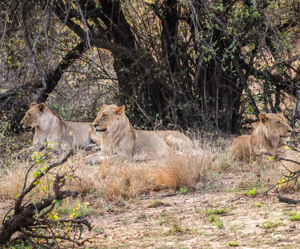 Grupp Unga Lionmedlemmar Panthera Leo Kruger National Park Sydafrika — Stockfoto