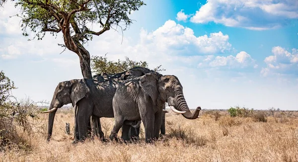 Gruppe Afrikanischer Bush Elefanten Versteckt Sich Schatten Loxodonta Africana Kruger lizenzfreie Stockfotos