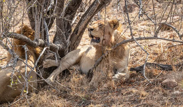 Manliga Lejon Panthera Leo Kruger National Park Sydafrika Stockbild