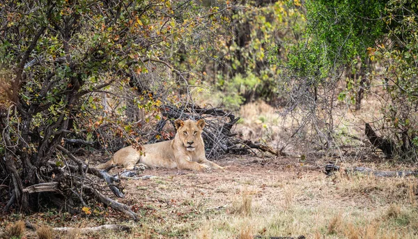 Νεαρό Αρσενικό Λιοντάρι Panthera Leo Χαλαρώνει Στη Σκιά Στο Εθνικό Royalty Free Φωτογραφίες Αρχείου