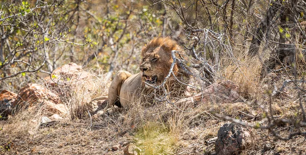 Manliga Lejon Panthera Leo Kopplar Skuggan Kruger National Park Sydafrika — Stockfoto