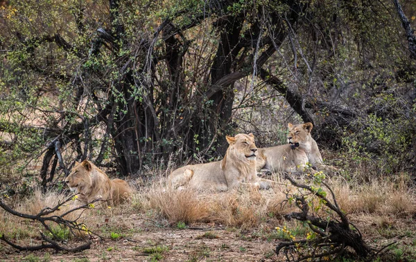 Grupp Unga Lionmedlemmar Panthera Leo Kruger National Park Sydafrika — Stockfoto