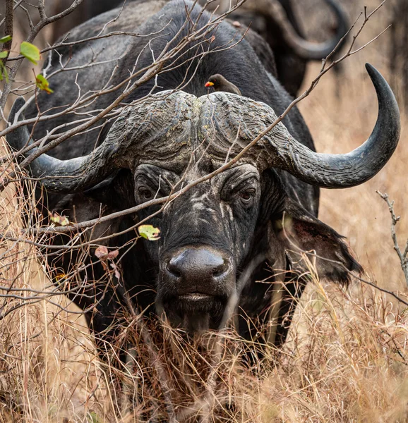 African Buffalo Syncerus Caffer Savannah Kruger National Park South Africa — Stockfoto