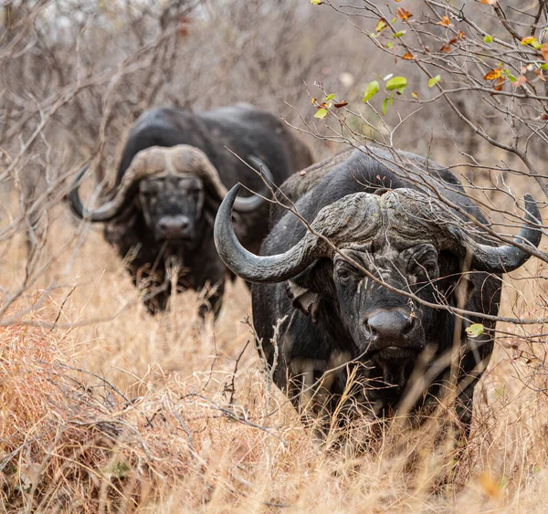 African Buffalo Syncerus Caffer Savannah Kruger National Park South Africa — Stockfoto