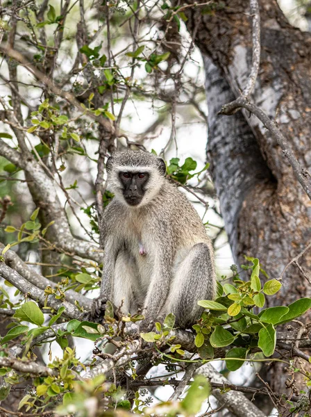 Vervet Monkeys Chlorocebus Pygerythrus Sentado Uma Árvore Kruger National Park — Fotografia de Stock