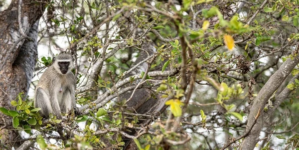 Vervetapor Chlorocebus Pygerythrus Som Sitter Ett Träd Kruger National Park — Stockfoto